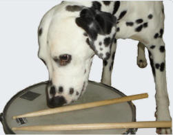 Schnupperunterricht, Dalmatiner beschnuppert Snare-Drum
